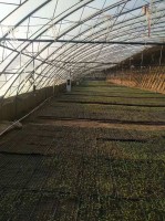 花卉溫室大棚類